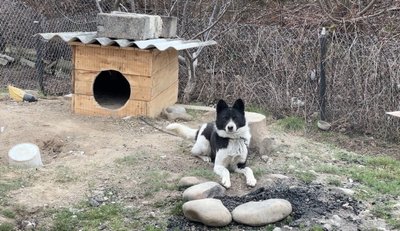 Собака Болто Собака Болто
