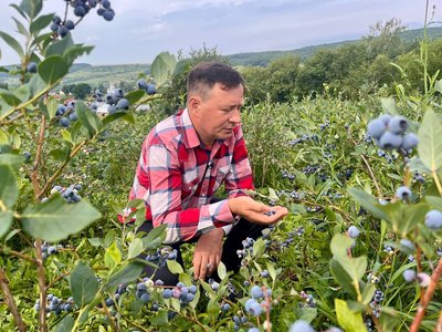 як виростити лохину як виростити лохину