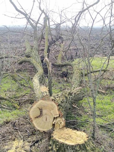 Впало на дроти: звалене дерево стало причиною знеструмлення міста Снігурівки, що на Миколаївщині Впало на дроти: звалене дерево стало причиною знеструмлення міста Снігурівки, що на Миколаївщині