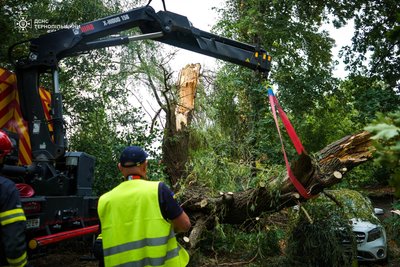 У Тернополі на автомобіль впало дерево У Тернополі на автомобіль впало дерево