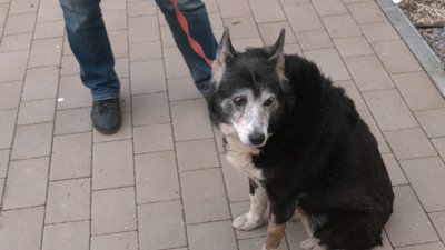 Тримає 14 собак в будинку у середмісті та вигулює їх без намордників: чернігівці поскаржились на сусіда поліції Тримає 14 собак в будинку у середмісті та вигулює їх без намордників: чернігівці поскаржились на сусіда поліції