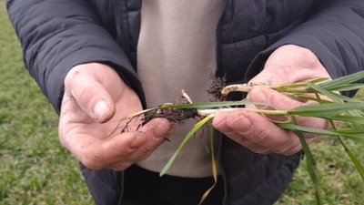 Як погода на Кіровоградщині впливає на озимі зернові культури Як погода на Кіровоградщині впливає на озимі зернові культури