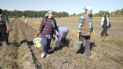 На Вінниччині освітяни збирають картоплю для шкіл та дитсадків На Вінниччині освітяни збирають картоплю для шкіл та дитсадків