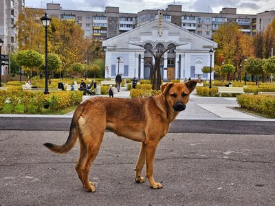 Осінь у відремонтованому сквері “Мистецькі ворота” Житомира: фоторепортаж Осінь у відремонтованому сквері “Мистецькі ворота” Житомира: фоторепортаж