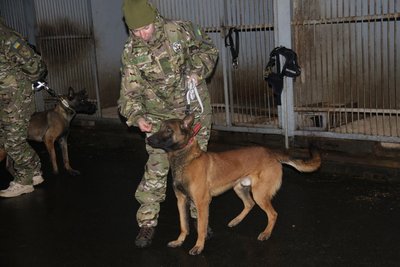 Шукатимуть вибухівку та ДРГ: поліцейські вівчарки з Нідерландів служитимуть на Київщині Шукатимуть вибухівку та ДРГ: поліцейські вівчарки з Нідерландів служитимуть на Київщині