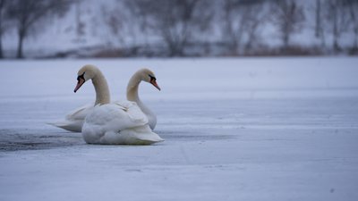 "Морози для них не страшні". Як у Сумах рятували лебедів "Морози для них не страшні". Як у Сумах рятували лебедів
