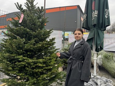 Продаж ялинок в Ужгороді: які ціни та місця торгівлі Продаж ялинок в Ужгороді: які ціни та місця торгівлі