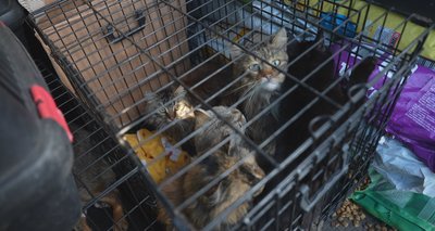 "Люди виїжджають, тому годувати нікому". Як волонтери з Дніпра евакуюють тварин за 10 км від фронту "Люди виїжджають, тому годувати нікому". Як волонтери з Дніпра евакуюють тварин за 10 км від фронту