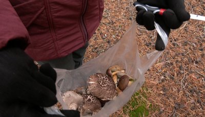 "Ходимо, поки не випаде сніг і не закриє їх": як у селах на Волині збирають пізні осінні гриби "Ходимо, поки не випаде сніг і не закриє їх": як у селах на Волині збирають пізні осінні гриби
