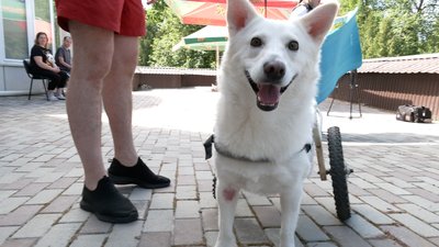 Каністерапія для військових