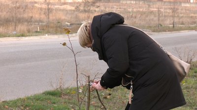 "Зможу врятувати пʼять": у Кропивницькому зламали 13 дерев на липовій алеї