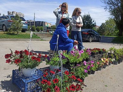 На ярмарку для купівлі пропонують різноманітні квіти На ярмарку для купівлі пропонують різноманітні квіти