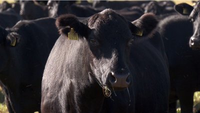 30 років волинській м'ясній породі: проблеми галузі тваринництва в області та підтримка від держави 30 років волинській м'ясній породі: проблеми галузі тваринництва в області та підтримка від держави