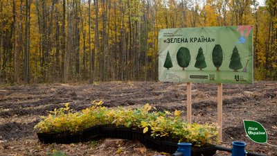 Цієї осені на Чернігівщині висадили понад 4 мільйони молодих дерев Цієї осені на Чернігівщині висадили понад 4 мільйони молодих дерев