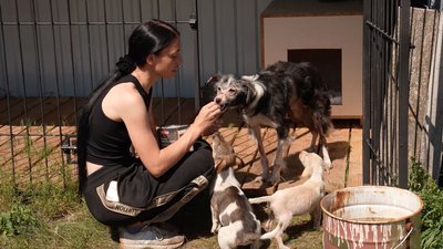 Лікує, вакцинує і шукає родини: кропивничанка створила притулок для котів і собак