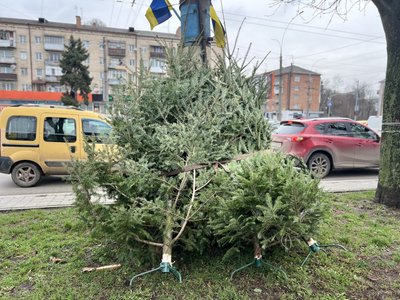 Ялинки, які продають на проспекті Незалежності у Чернівцях Ялинки, які продають на проспекті Незалежності у Чернівцях