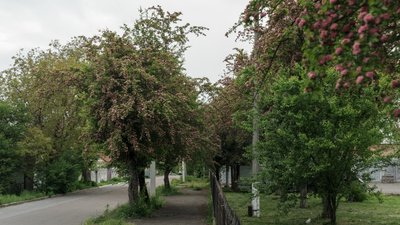 Як у Здолбунові розцвів глід. Фоторепортаж Як у Здолбунові розцвів глід. Фоторепортаж