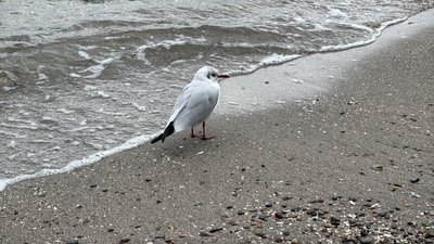 Цвітіння води, стоки та дрейфуючі міни: екологія Чорного моря очима експертів Цвітіння води, стоки та дрейфуючі міни: екологія Чорного моря очима експертів