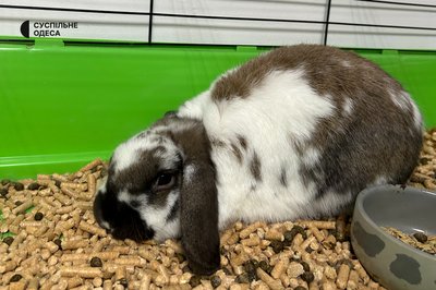 В Одесі розширився Центр соціального розвитку для дітей з інклюзією В Одесі розширився Центр соціального розвитку для дітей з інклюзією