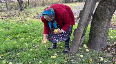 Як 83-річна пенсіонерка з Рівненщини запасає на зиму яблука та груші, зриваючи їх з високих дерев Як 83-річна пенсіонерка з Рівненщини запасає на зиму яблука та груші, зриваючи їх з високих дерев