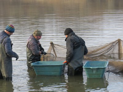 Випустили понад півтори тонни риби. На Кіровоградщині зарибили водосховище Випустили понад півтори тонни риби. На Кіровоградщині зарибили водосховище
