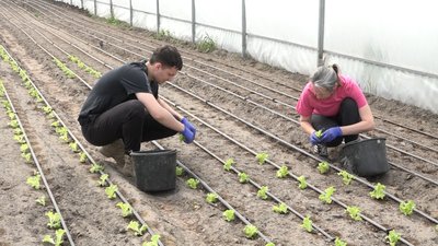 Ветеран з Києва вирощує салат у теплицях на Житомирщині Ветеран з Києва вирощує салат у теплицях на Житомирщині
