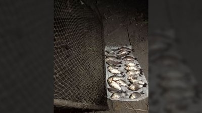 Протягом двох днів наловили риби на понад 170 тисяч гривень: на Чернігівщині викрили рибалок Протягом двох днів наловили риби на понад 170 тисяч гривень: на Чернігівщині викрили рибалок