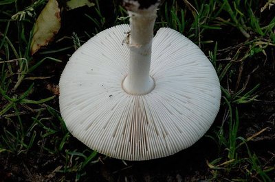 Низ шапочки мухомора Низ шапочки мухомора