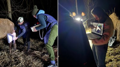 Олень Борис стан Олень Борис стан