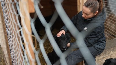 "Не забирають навіть лабрадора та вівчарок": 1000 собак і котів у притулку на Дніпропетровщині шукають нові домівки "Не забирають навіть лабрадора та вівчарок": 1000 собак і котів у притулку на Дніпропетровщині шукають нові домівки