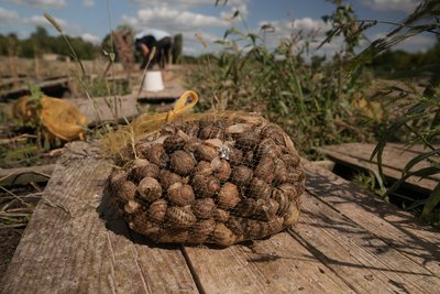100 тис. кг равликів. Як на Сумщині працює равликова ферма 100 тис. кг равликів. Як на Сумщині працює равликова ферма