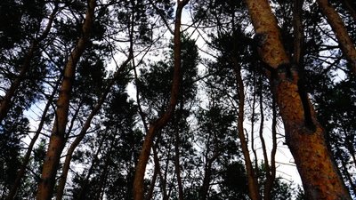 "І травичка, і сонечко, і свіже повітря". Де у Дніпрі можна відпочивати влітку та в якому стані "зелені" зони "І травичка, і сонечко, і свіже повітря". Де у Дніпрі можна відпочивати влітку та в якому стані "зелені" зони