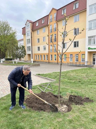 Каштани з Бучі, висадили дерева, каштани Бріотті, Буча, Заліщики, квітень 2025 Каштани з Бучі, висадили дерева, каштани Бріотті, Буча, Заліщики, квітень 2025
