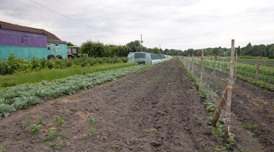 Сімейна справа трьох поколінь: родина з Черкащини понад 30 роківи вирощує овочі Сімейна справа трьох поколінь: родина з Черкащини понад 30 роківи вирощує овочі