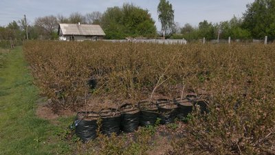 Працював будівельником у Києві, а тепер вирощує лохину на Чернігівщині: як це вдається та які є складнощі Працював будівельником у Києві, а тепер вирощує лохину на Чернігівщині: як це вдається та які є складнощі