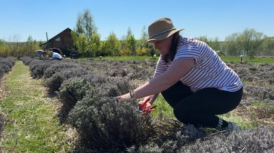 "Сезону фото у лаванді не буде": квіткові поля на Хмельниччині не витримали зимових морозів "Сезону фото у лаванді не буде": квіткові поля на Хмельниччині не витримали зимових морозів