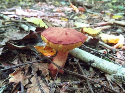 Моховик парку Сілвуд, Xerocomus silwoodensis Моховик парку Сілвуд, Xerocomus silwoodensis