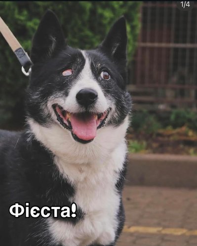 Фієста Фієста