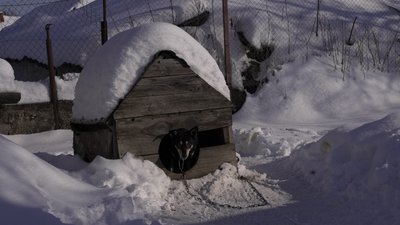Собака, пес, будка, зима, сніг Собака, пес, будка, зима, сніг