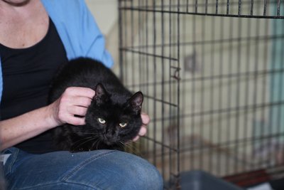 У Херсоні коти, врятовані з палаючого будинку, чекають на господарів із лікарні У Херсоні коти, врятовані з палаючого будинку, чекають на господарів із лікарні