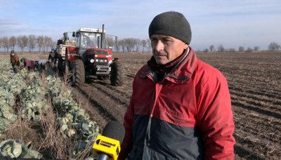 "Маленька, а має бути як голова": чи вродила капуста на Волині