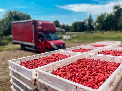 Малина на продаж Харківська область Малина на продаж Харківська область