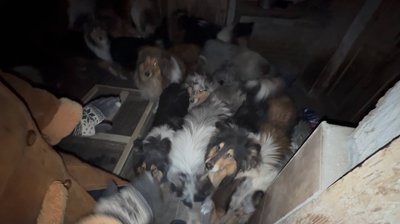 "Собак кинули мені цілу вулицю". Як живуть без світла та звʼязку останні жителі Просяної, що за 17 км від лінії фронту "Собак кинули мені цілу вулицю". Як живуть без світла та звʼязку останні жителі Просяної, що за 17 км від лінії фронту