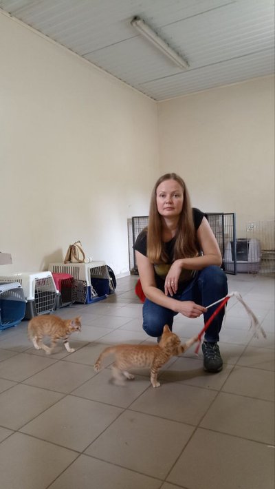 Кіт Херсон чекає на дім: понад місяць у житомирському "Центрі захисту тварин" живе евакуйована тварина Кіт Херсон чекає на дім: понад місяць у житомирському "Центрі захисту тварин" живе евакуйована тварина
