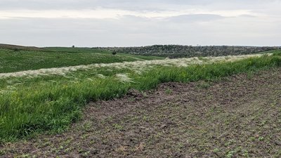 Заповідники замість ріллі: фахівчиня розповіла як вберегти природу Черкащини Заповідники замість ріллі: фахівчиня розповіла як вберегти природу Черкащини