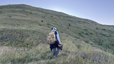 До 40 літрів за день: як на Закарпатті збирають яфини До 40 літрів за день: як на Закарпатті збирають яфини