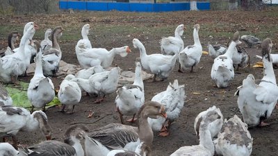 Василь Схаб’юк понад 15 років вирощує стародавню породу гусей Василь Схаб’юк понад 15 років вирощує стародавню породу гусей