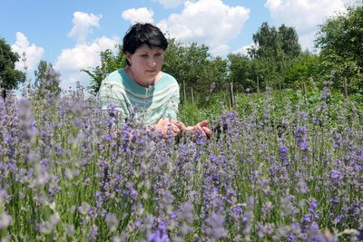 "Мій маленький Прованс": мешканка Сумщини вирощує лаванду та допомагає армії "Мій маленький Прованс": мешканка Сумщини вирощує лаванду та допомагає армії