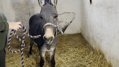 Змінив 2 домівки, пережив 2 подорожі й зміну імені: як на Чернігівщині адаптовується віслюк, якого привезли з Харківщини Змінив 2 домівки, пережив 2 подорожі й зміну імені: як на Чернігівщині адаптовується віслюк, якого привезли з Харківщини