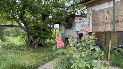 Троянди у дворі Олександрівка Лиманська громада Донецька область 20 червня 2025 рік Троянди у дворі Олександрівка Лиманська громада Донецька область 20 червня 2025 рік